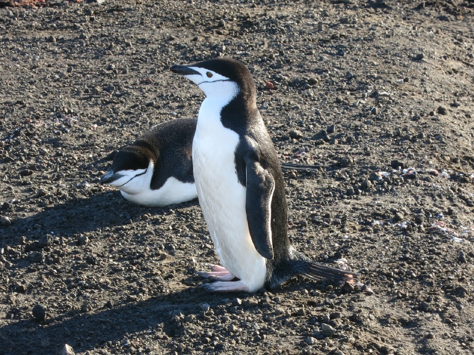 Deception Island pingwin antarktyczny.jpg