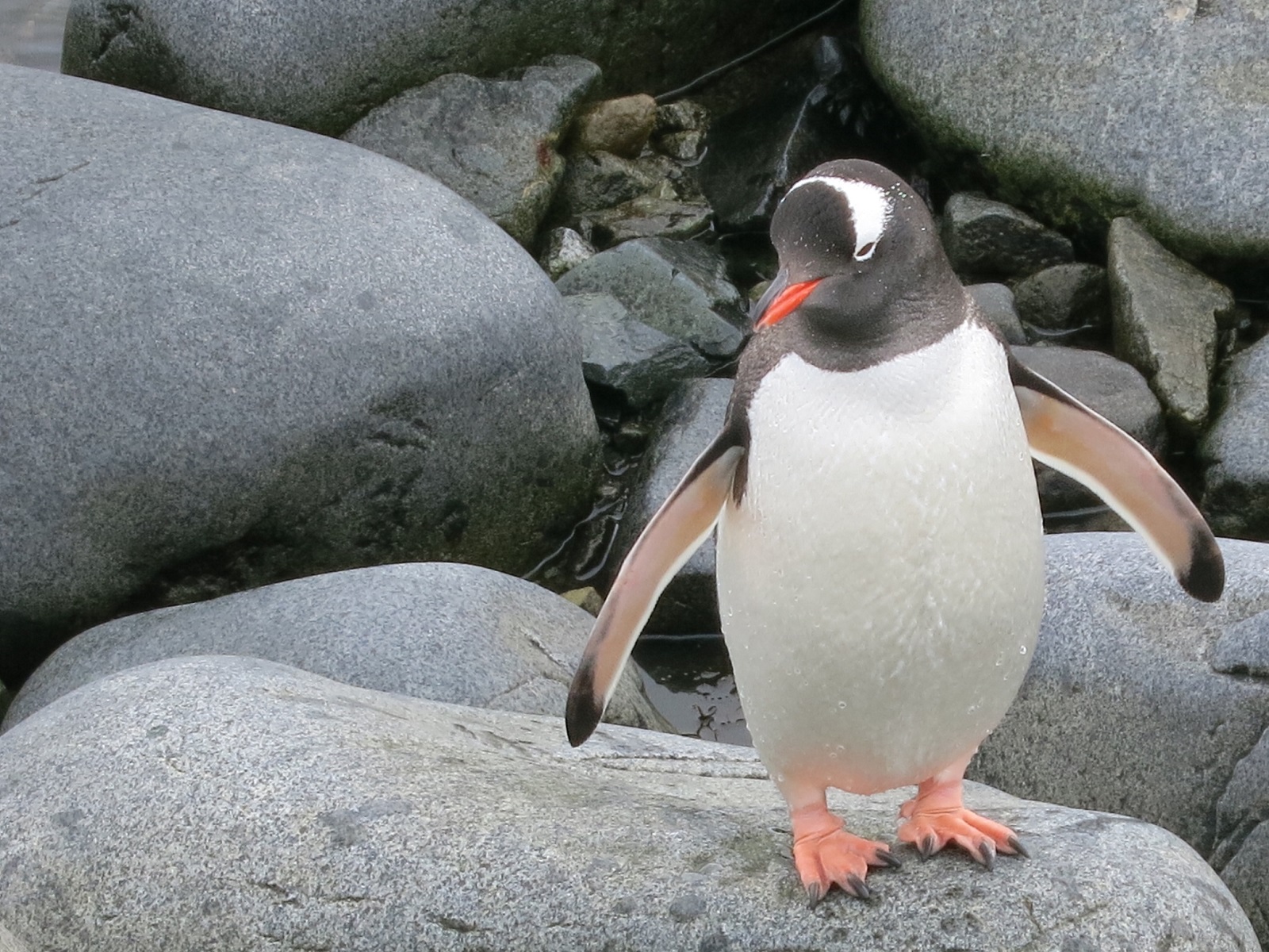Port Lockroy Pingwin.jpg