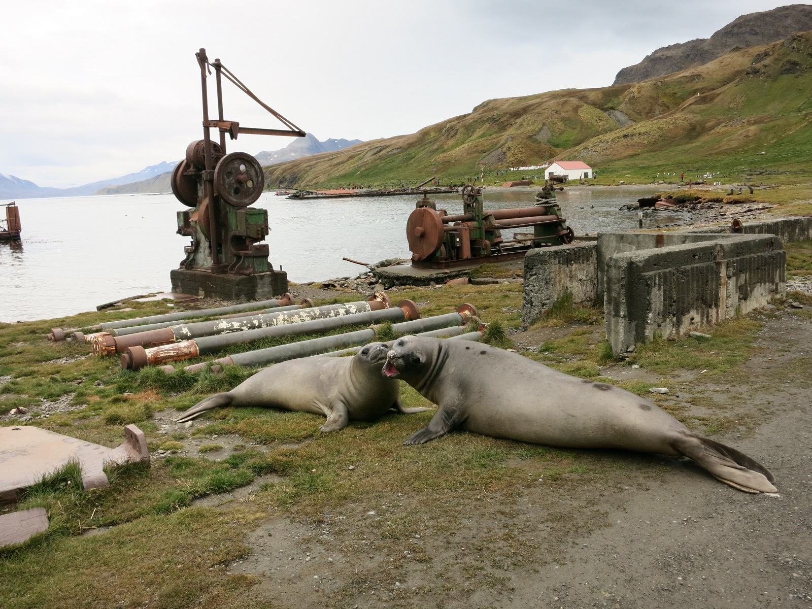 Grytviken para.JPG