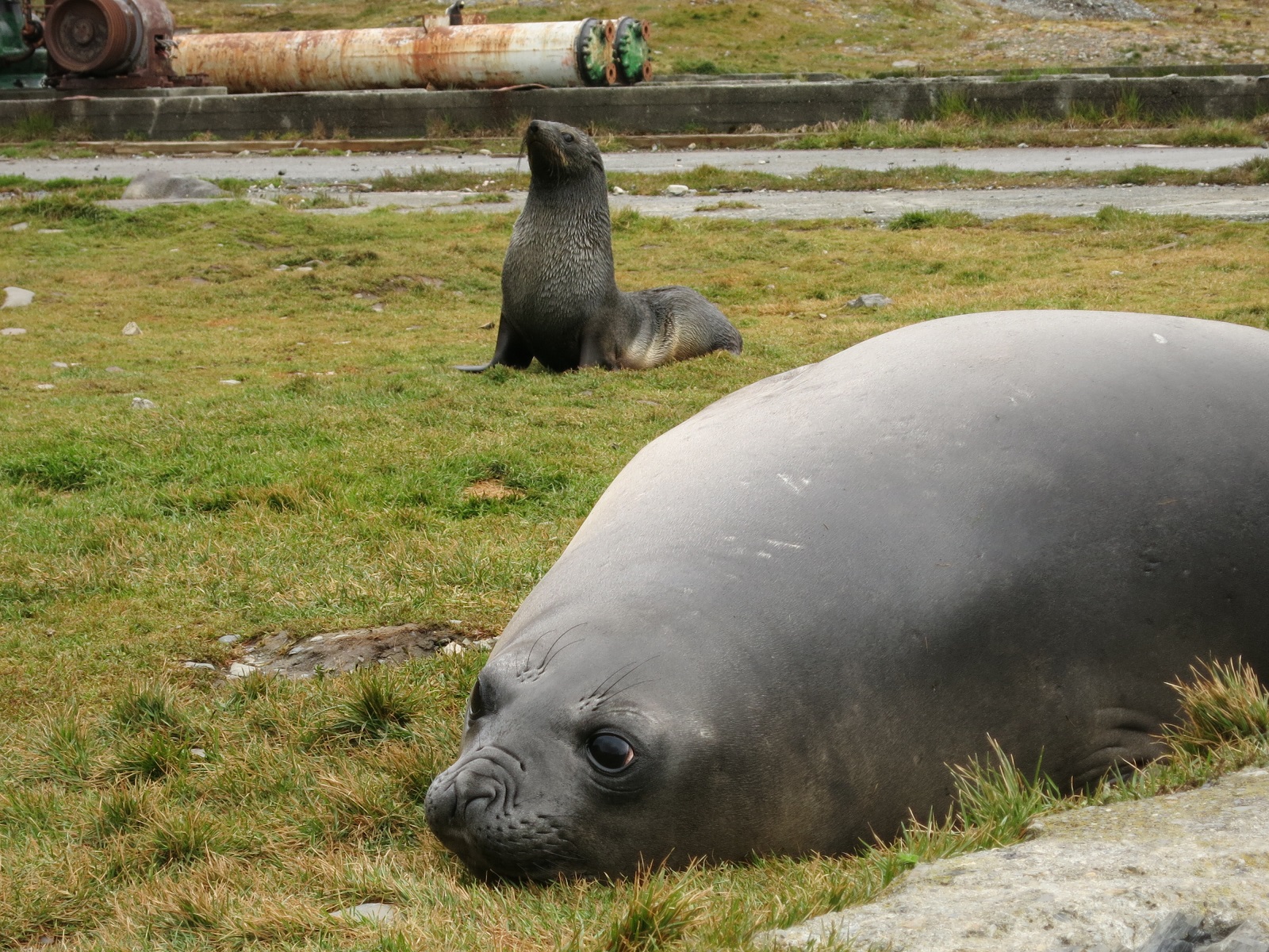 Grytviken słoń.JPG