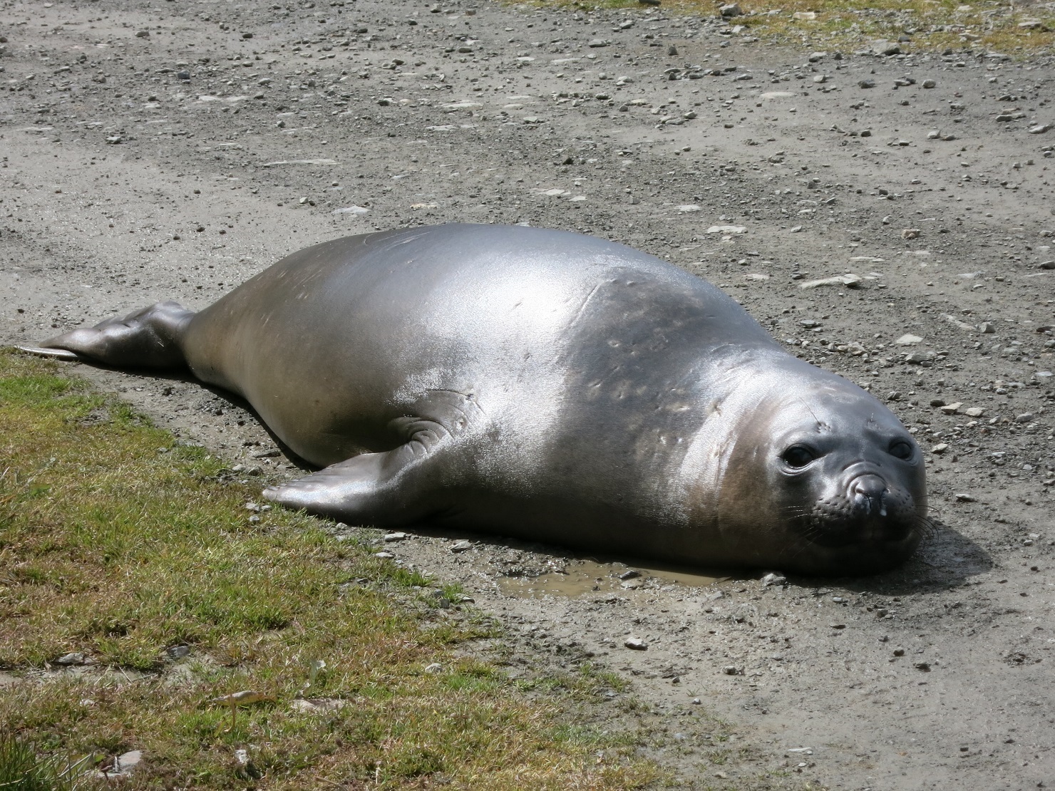 Grytviken słoń na drodze 1.jpg