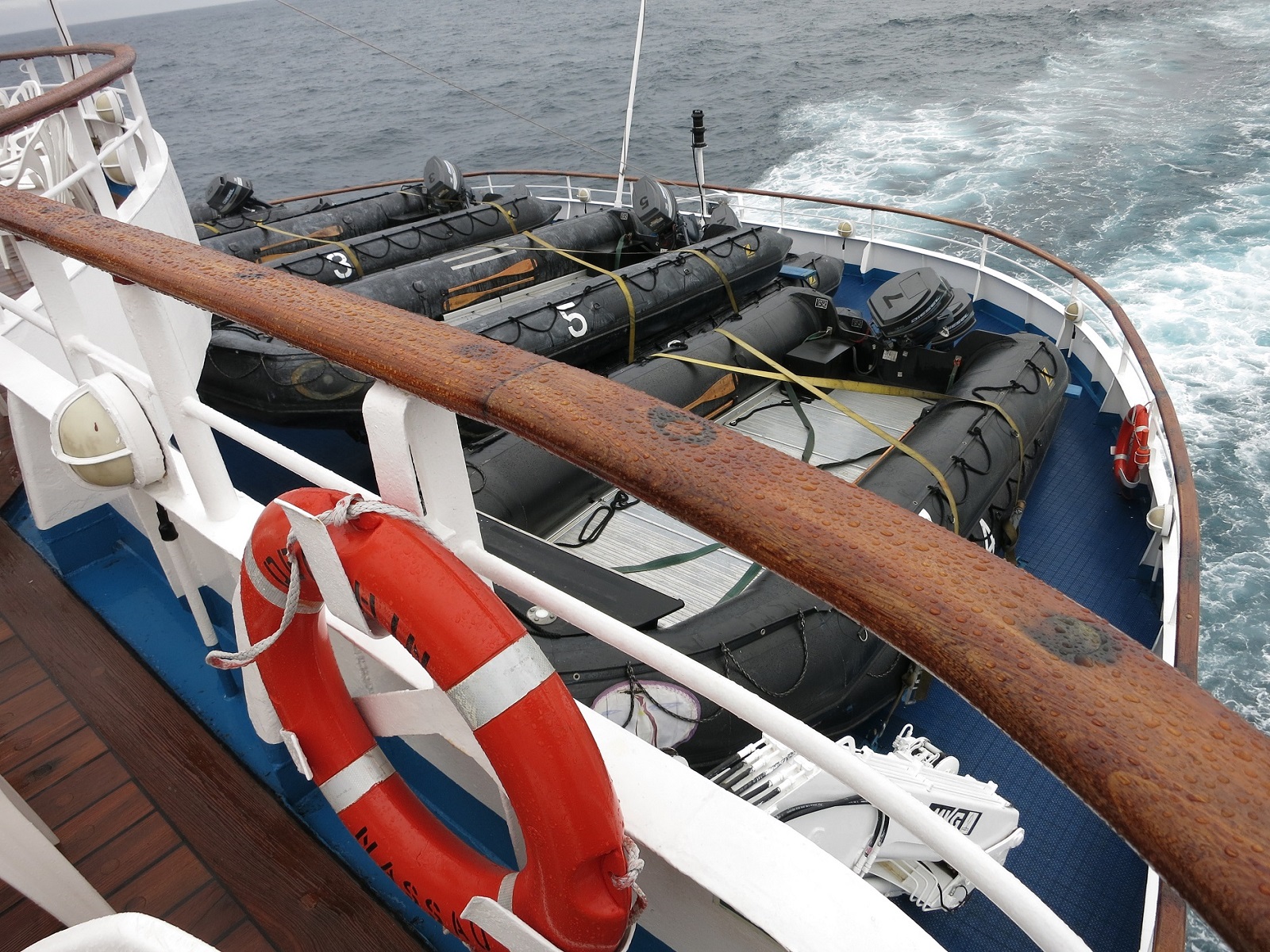 Ms Delphin zodiaki.jpg