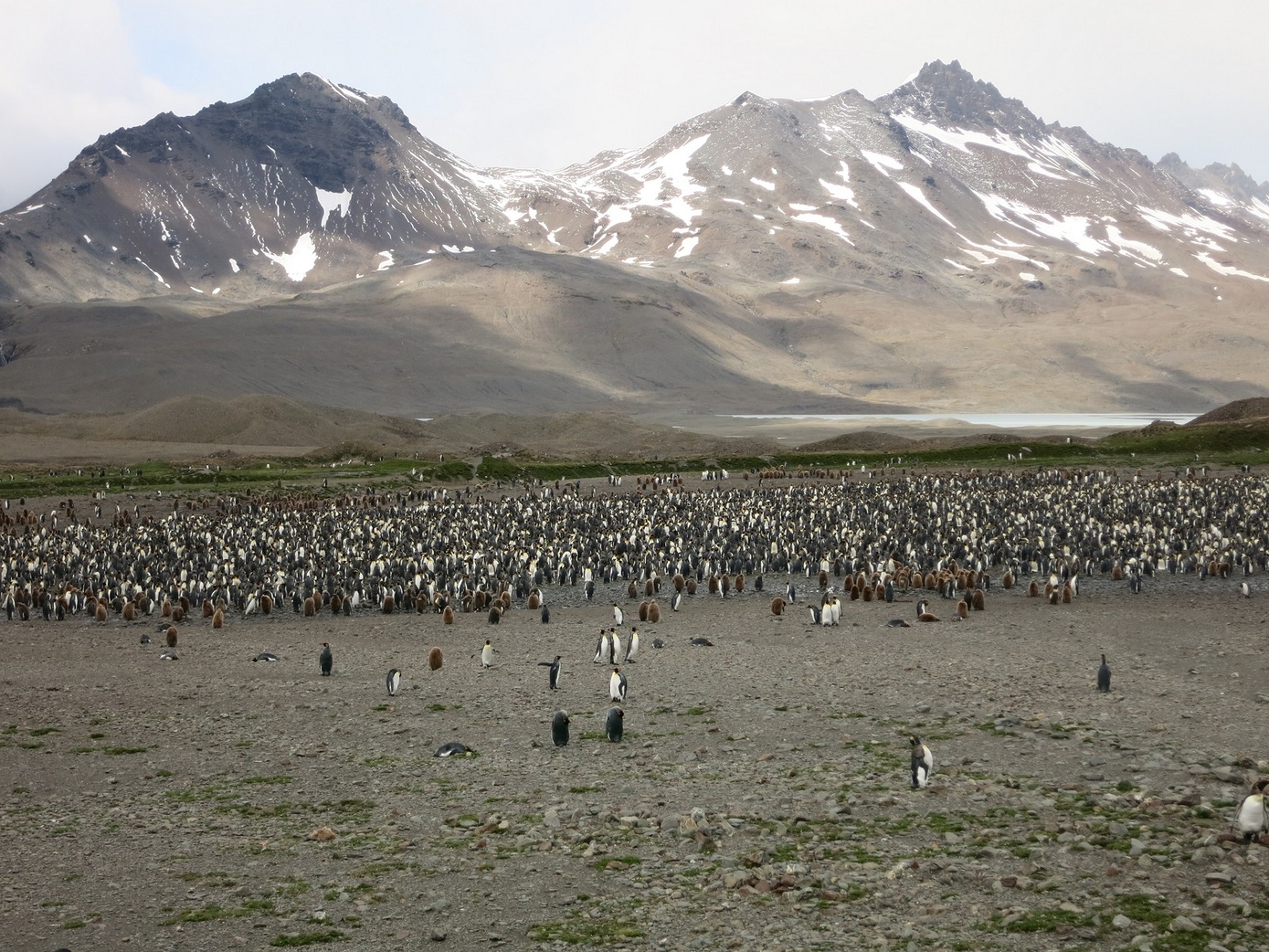 South Georgia Fortuna bay 1.jpg