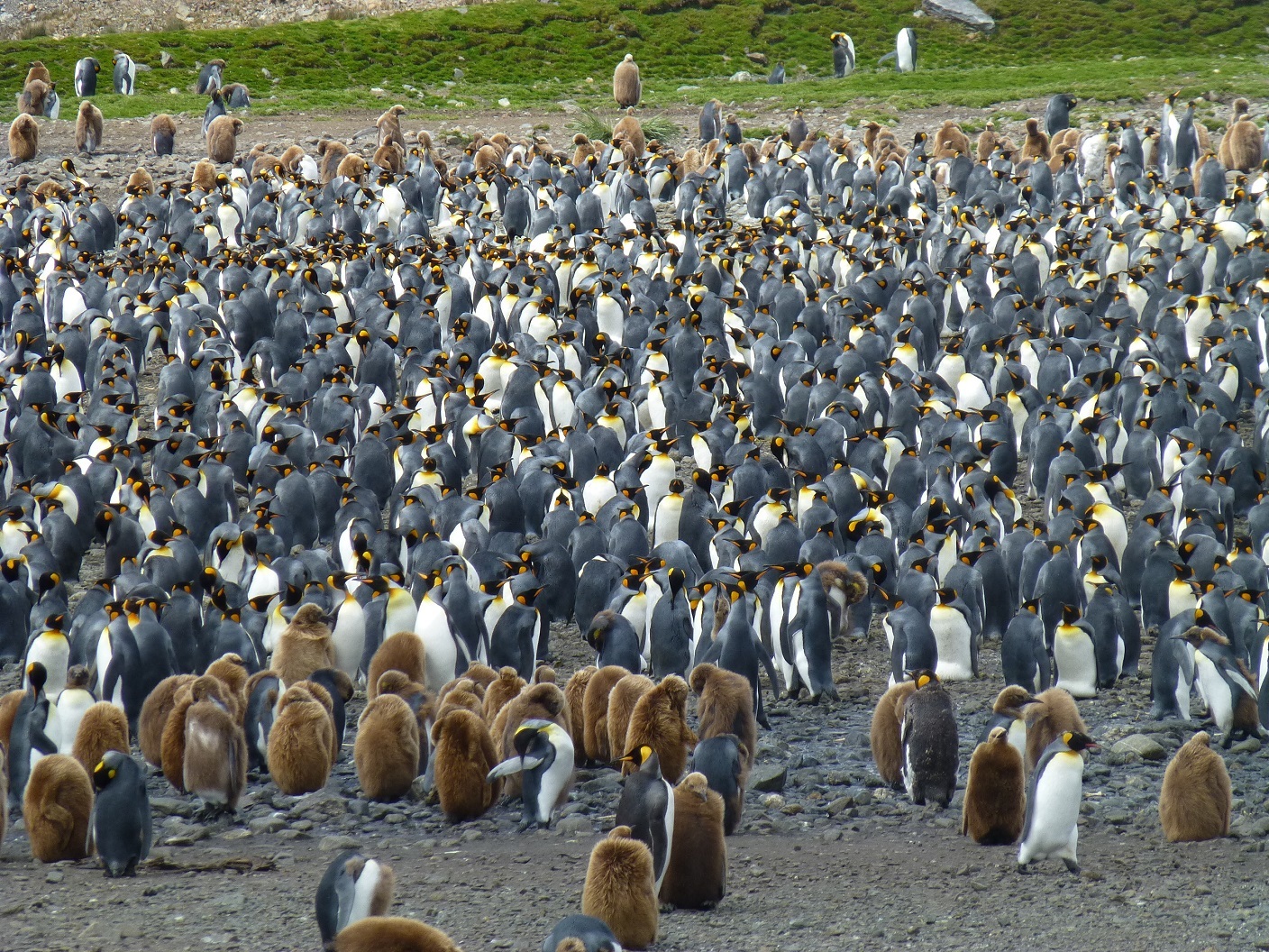South Georgia Fortuna Bay 2.jpg