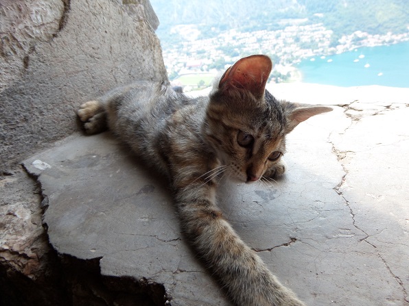 Kiti.jpg