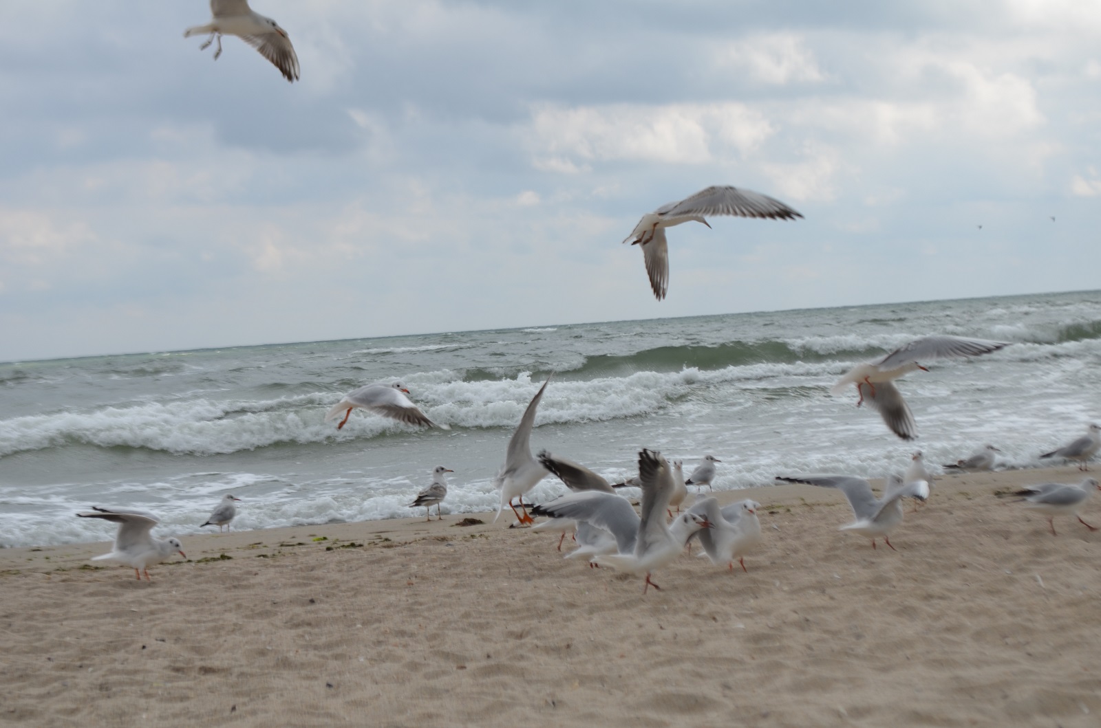 DSC_0927.JPG