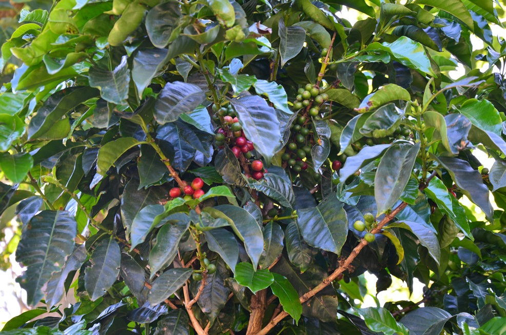 DSC_9231.jpg