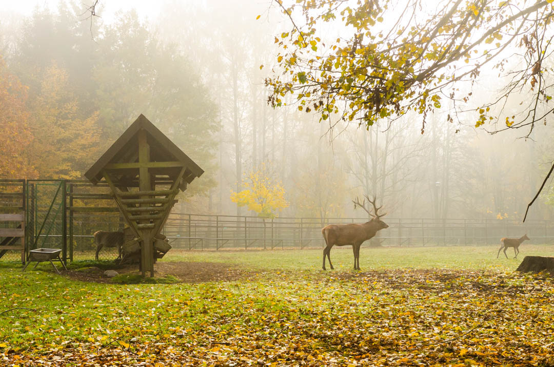 Podlasie-na-weekend-Dziewczynka-z-konewką-rysie-i-nasz-camper-89.jpg