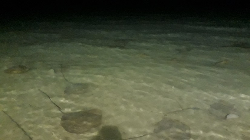 20180806_194302.jpg
