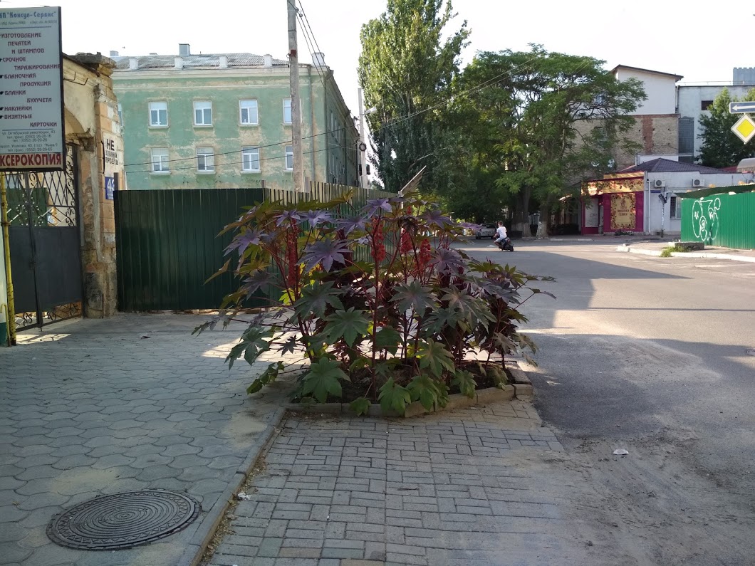 roślinki.jpg