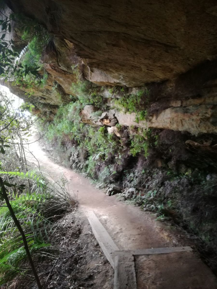 Undercliff Track3.jpg