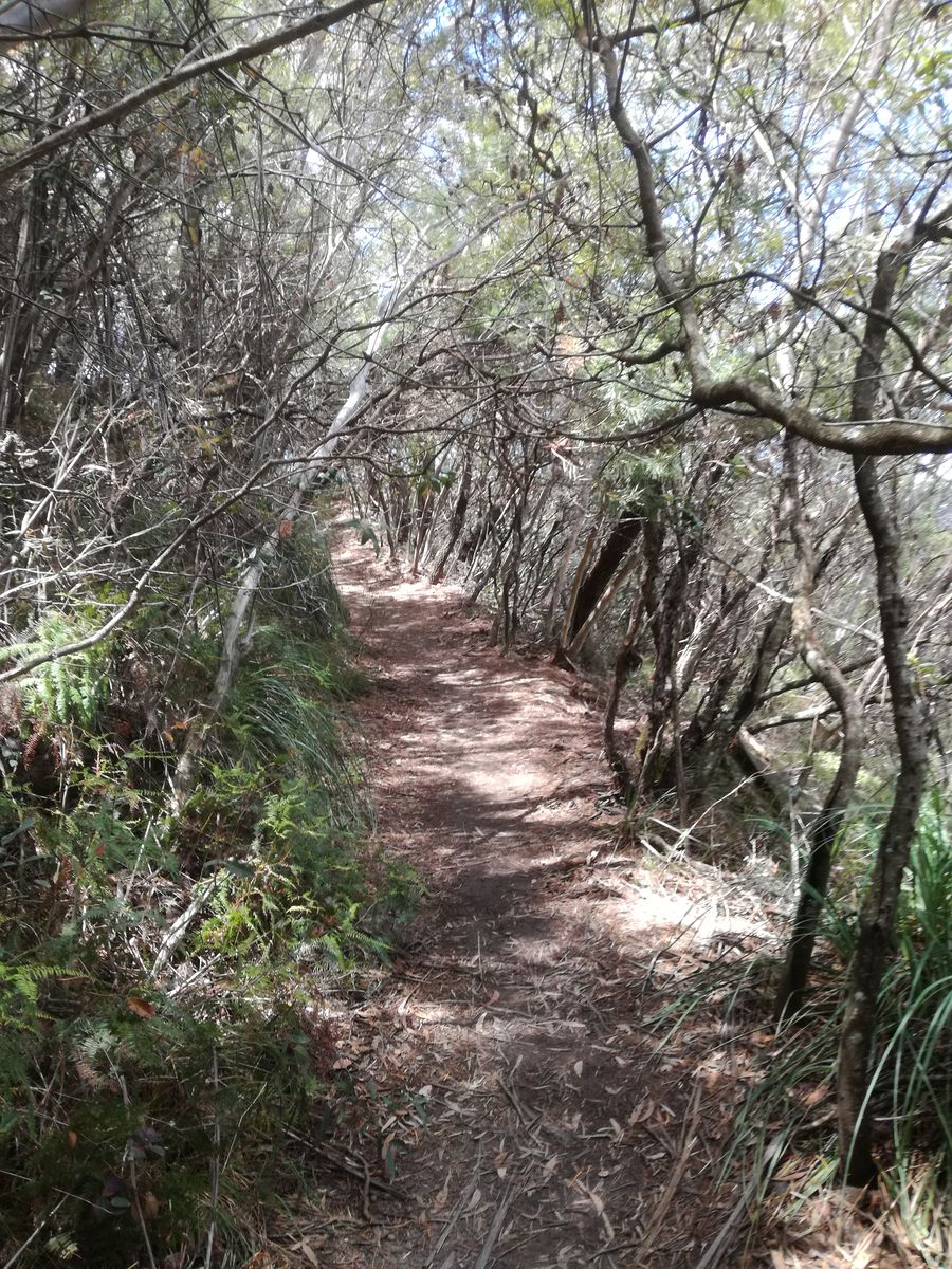 Undercliff Track5.jpg