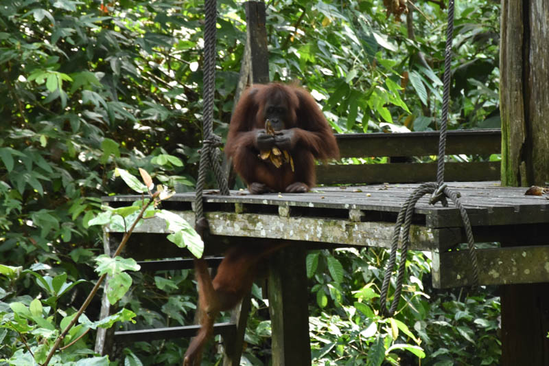 Sepilok.jpg