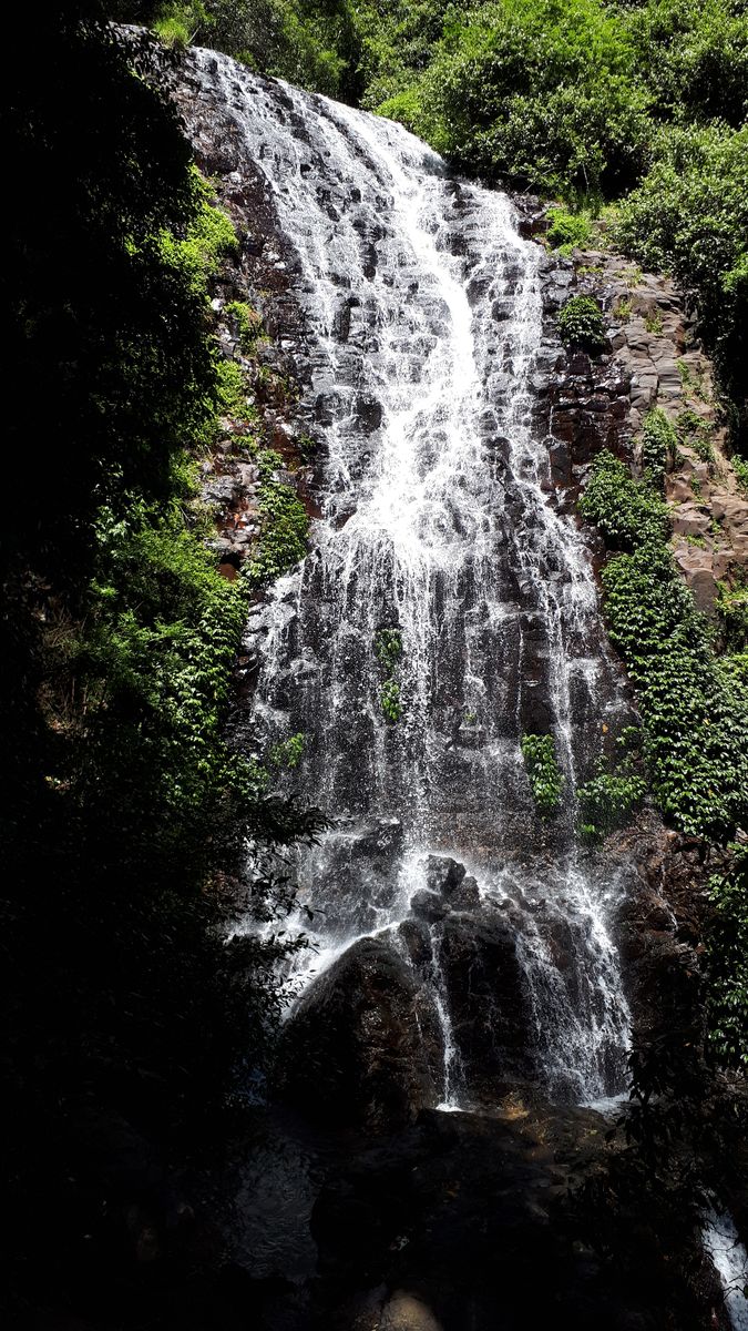 IMG_20181124_112657 Tristania Falls.jpg