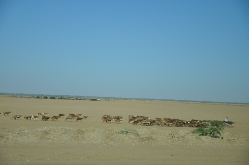 DSC_0423.JPG