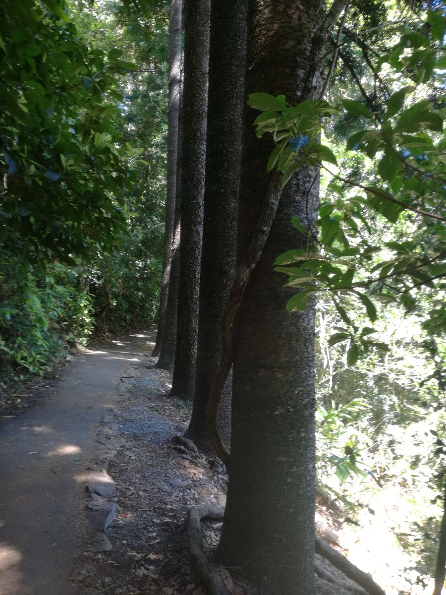 IMG_20181126_091721 Springbrook National Park.jpg