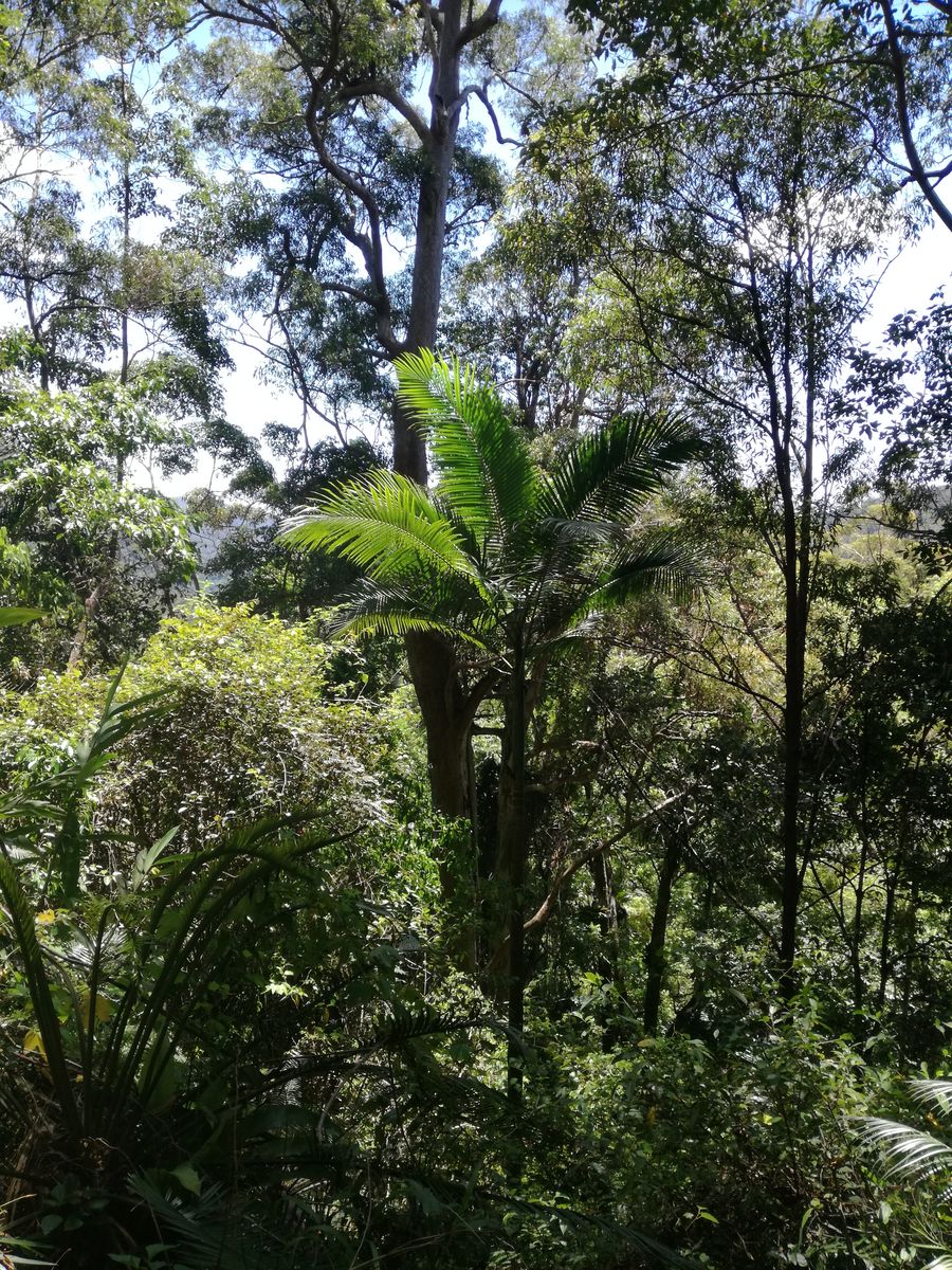 IMG_20181126_104726 Springbrook National Park.jpg