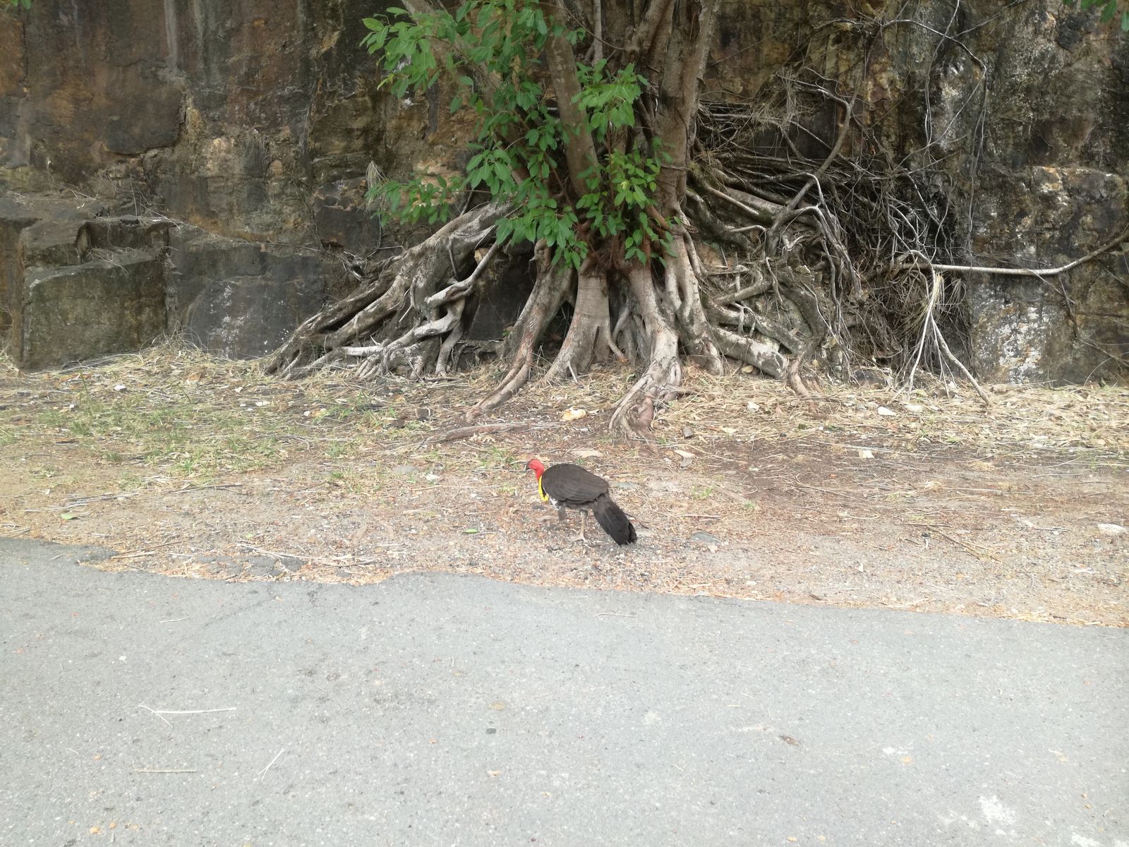 IMG_20181127_110055 Brisbane Kangaroo Point duży indyk.jpg