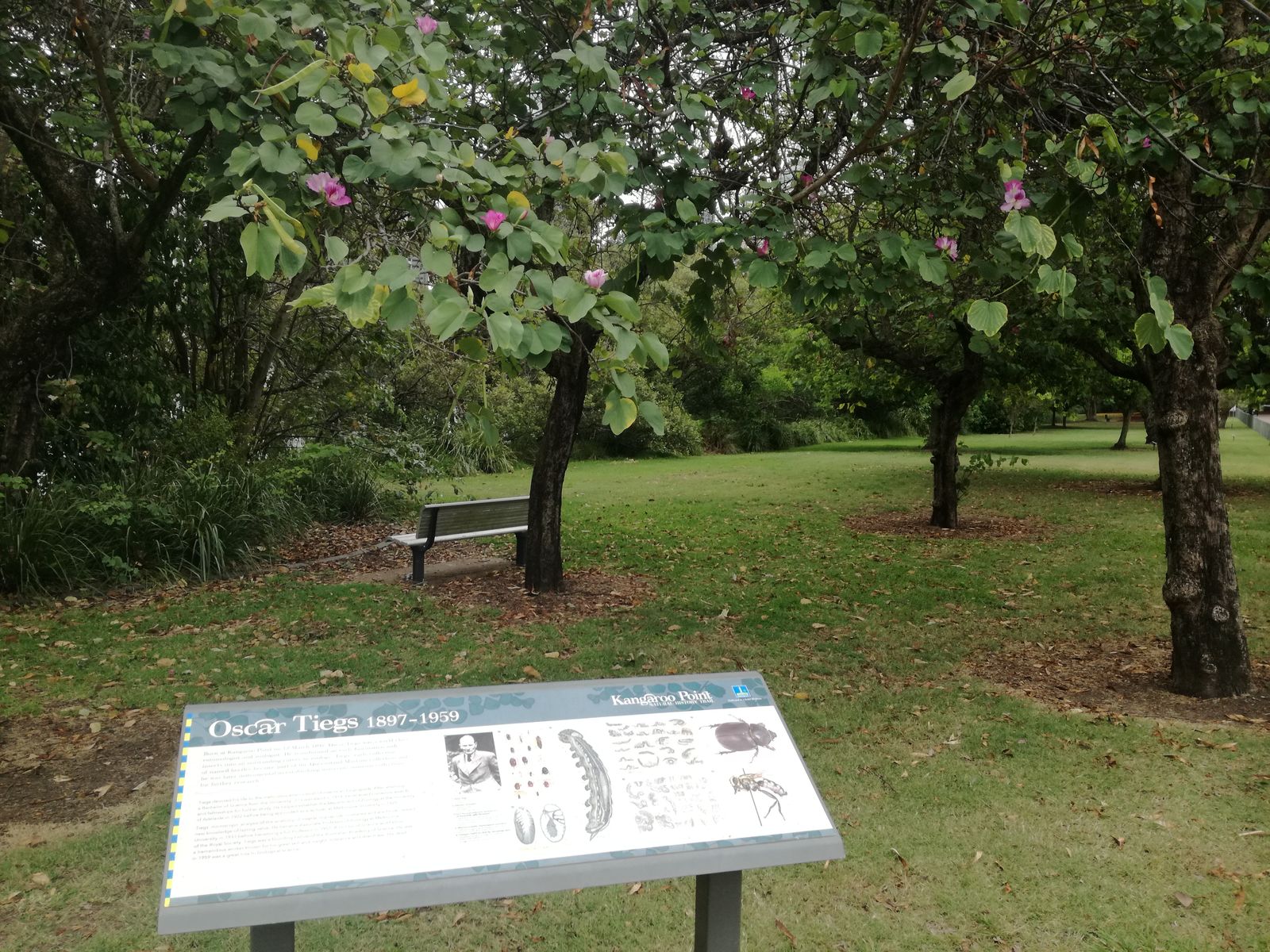 IMG_20181127_095845 Brisbane Kangaroo Point.jpg