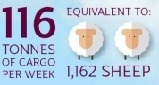sheep.PNG