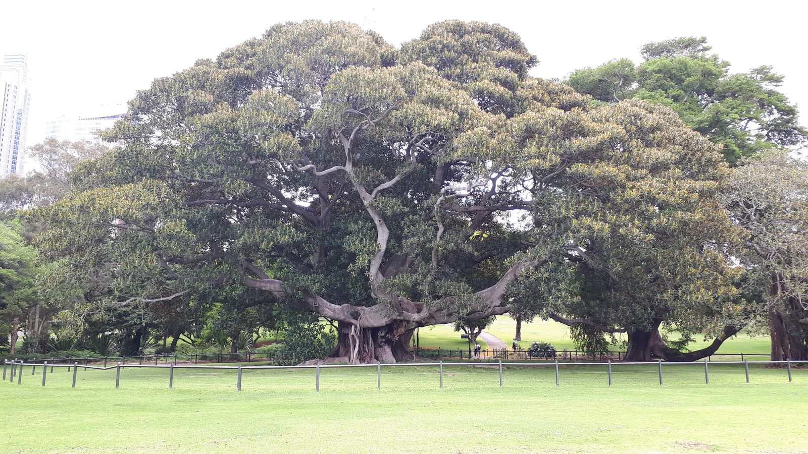 Royal Botanic Garden3.jpg