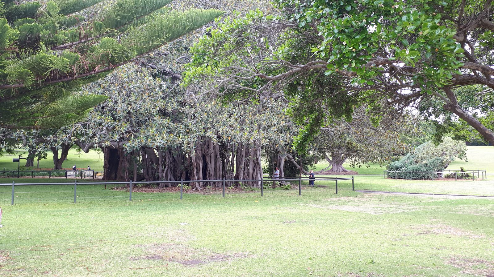 Royal Botanic Garden4.jpg