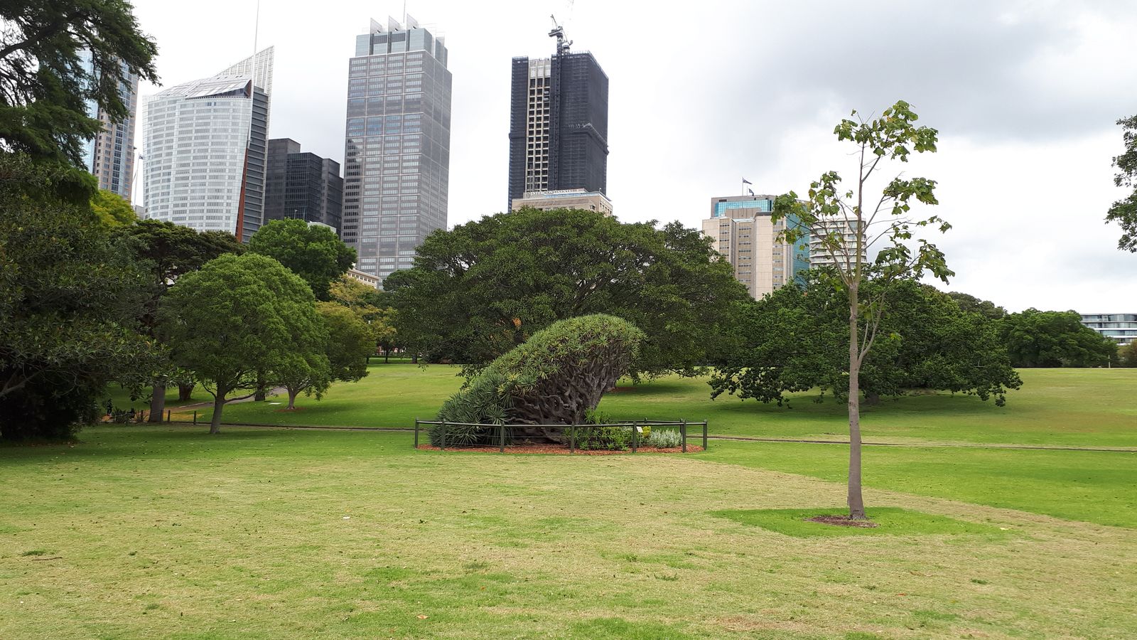Royal Botanic Garden6.jpg