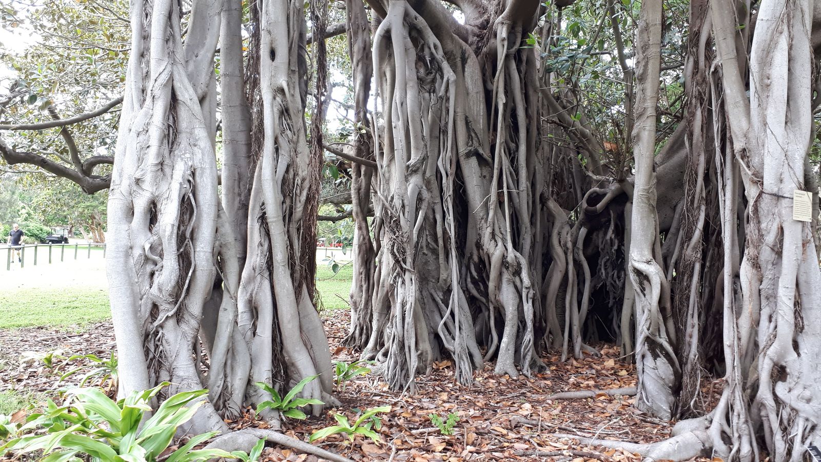 Royal Botanic Garden7.jpg