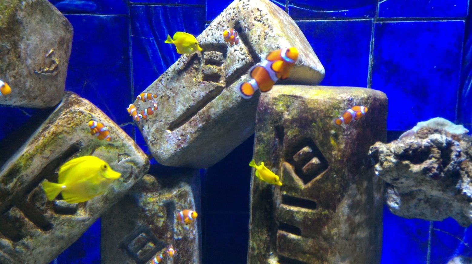 nemo.jpg