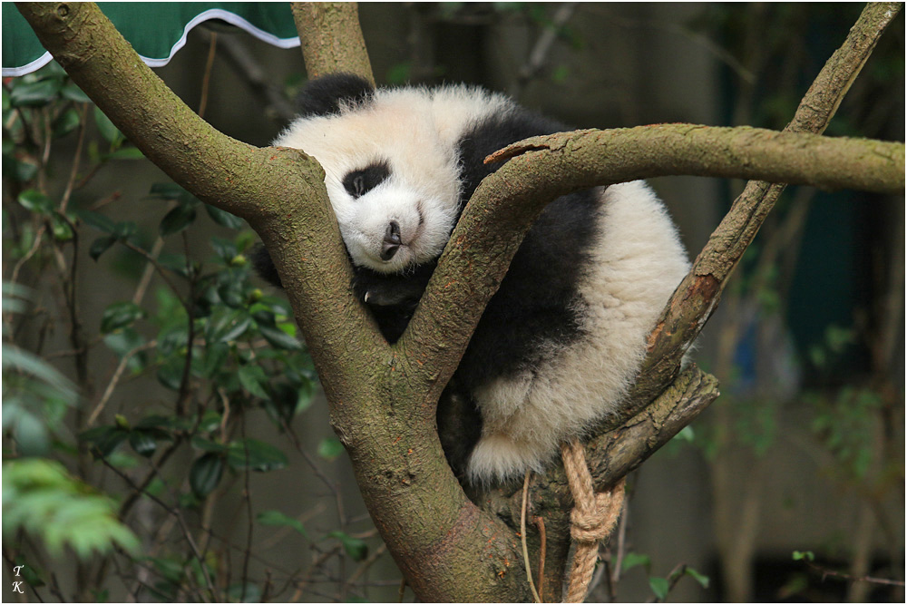 Panda3a.jpg