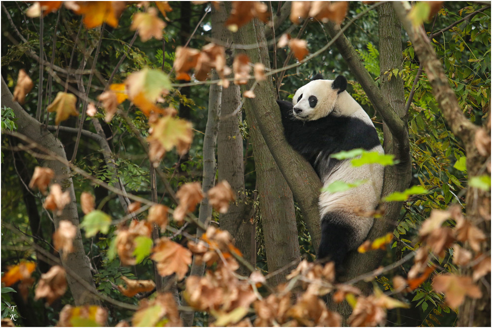 Panda1a.jpg