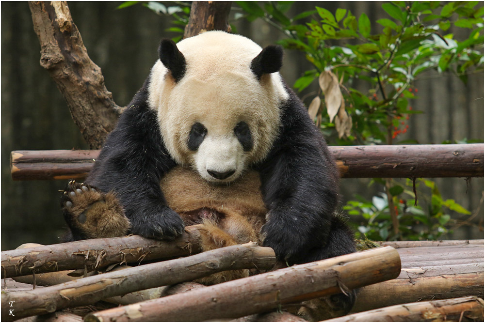 Panda2a.jpg