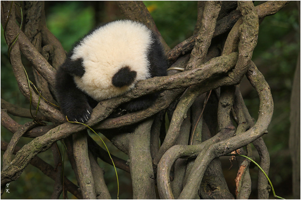 Panda5a.jpg