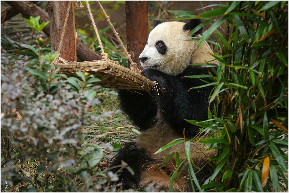Panda4a.jpg