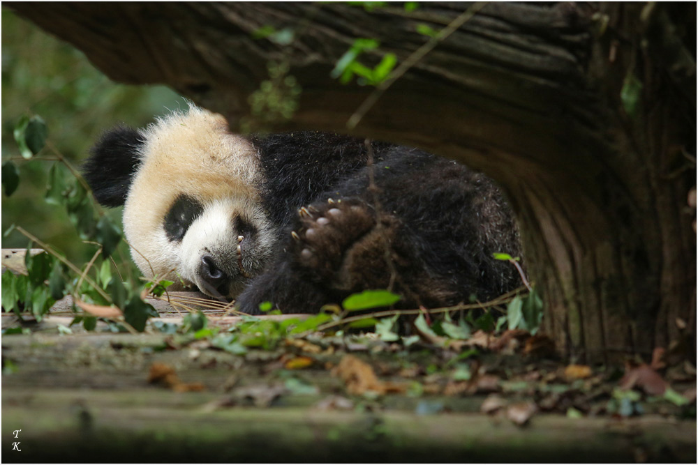 Panda6a.jpg