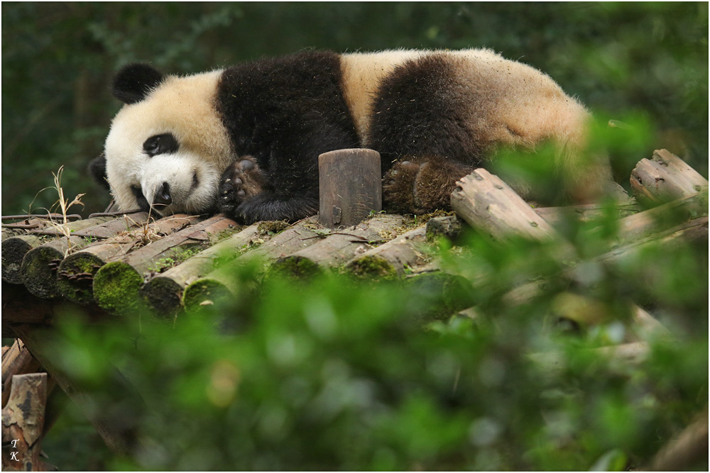 Panda7a.jpg
