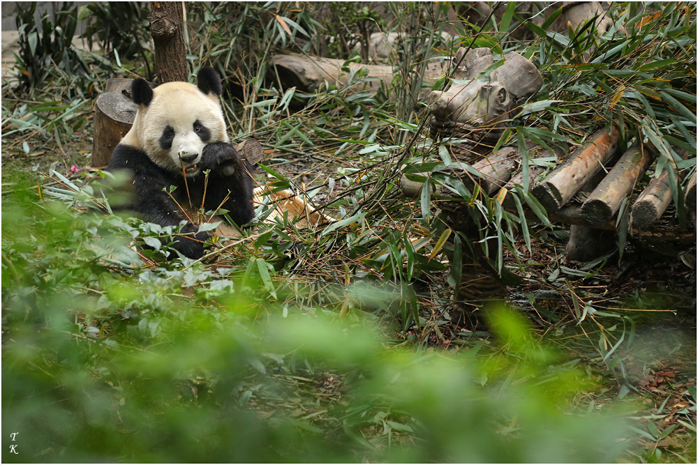 Panda8a.jpg