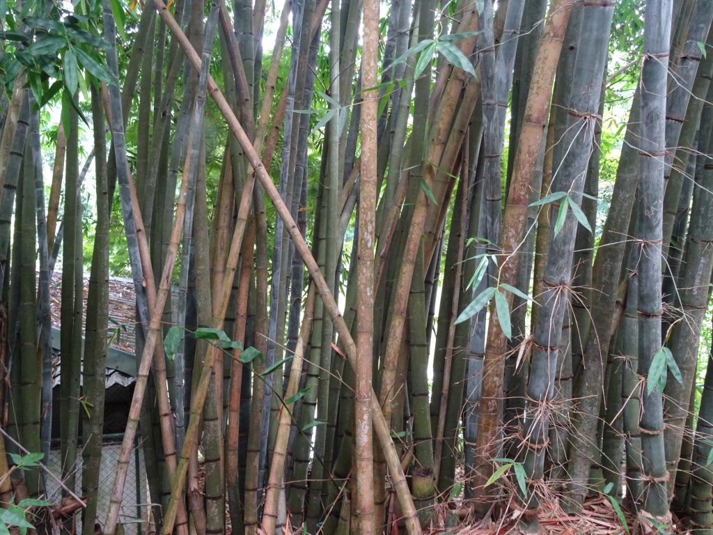 Kerala044.jpg