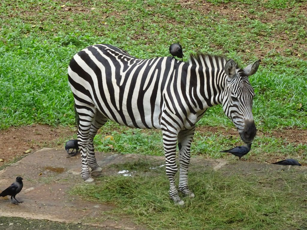 Kerala047.jpg