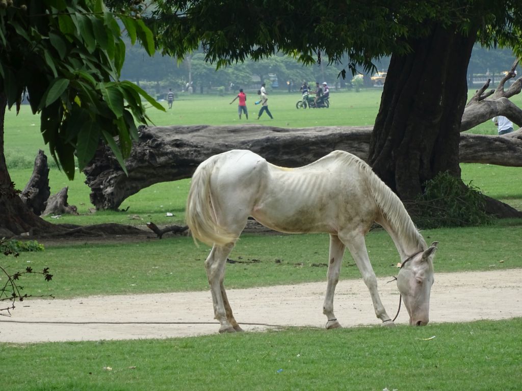 Kalkuta016.jpg