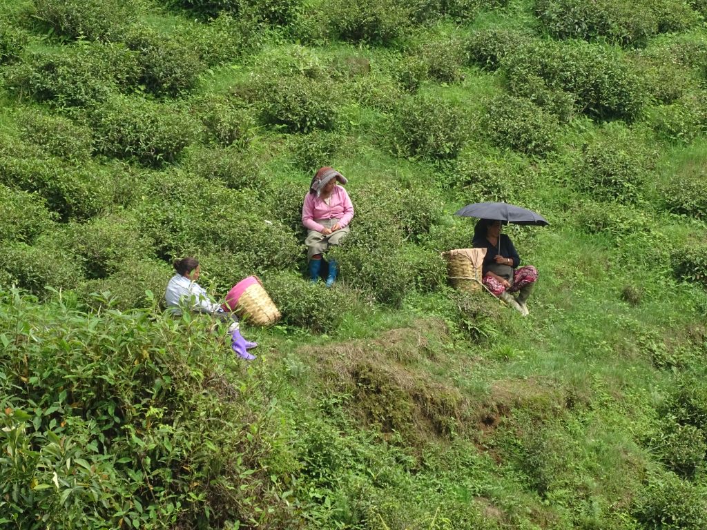 Darjeeling010.jpg