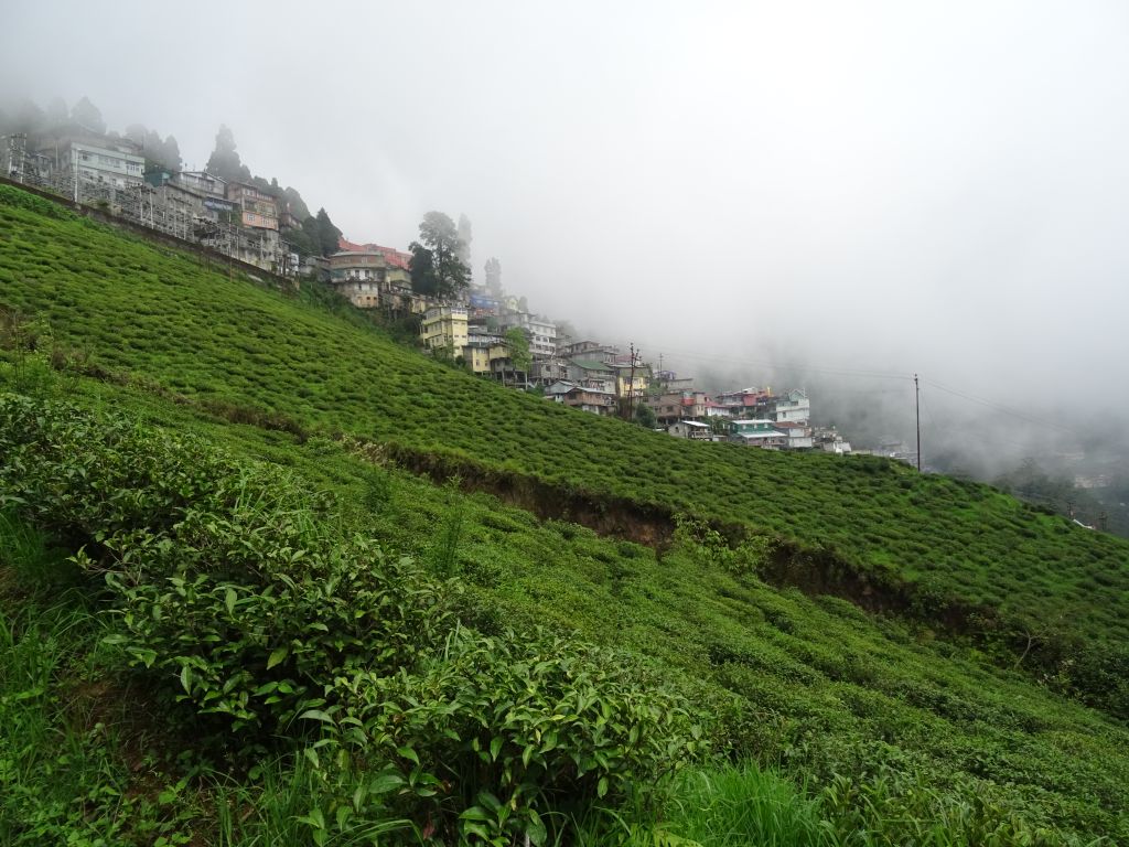 Darjeeling011.jpg