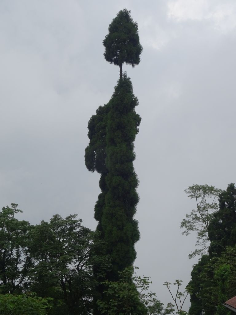 Darjeeling017.jpg