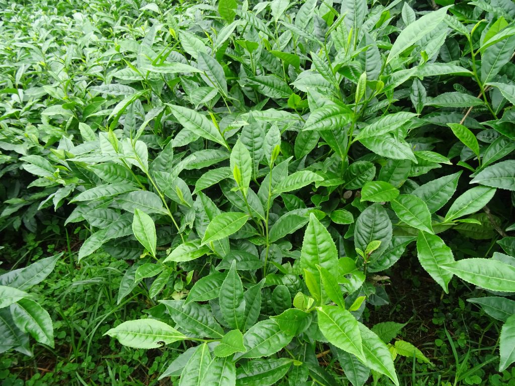 Darjeeling028.jpg