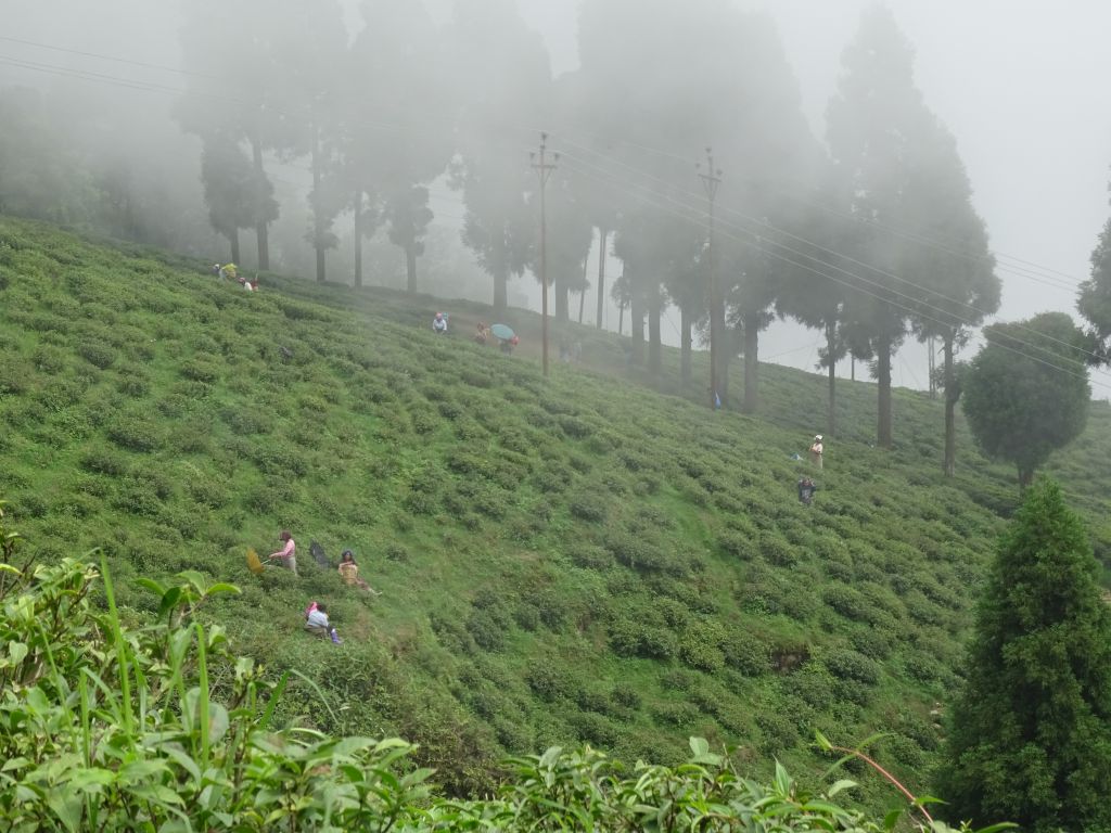 Darjeeling029.jpg