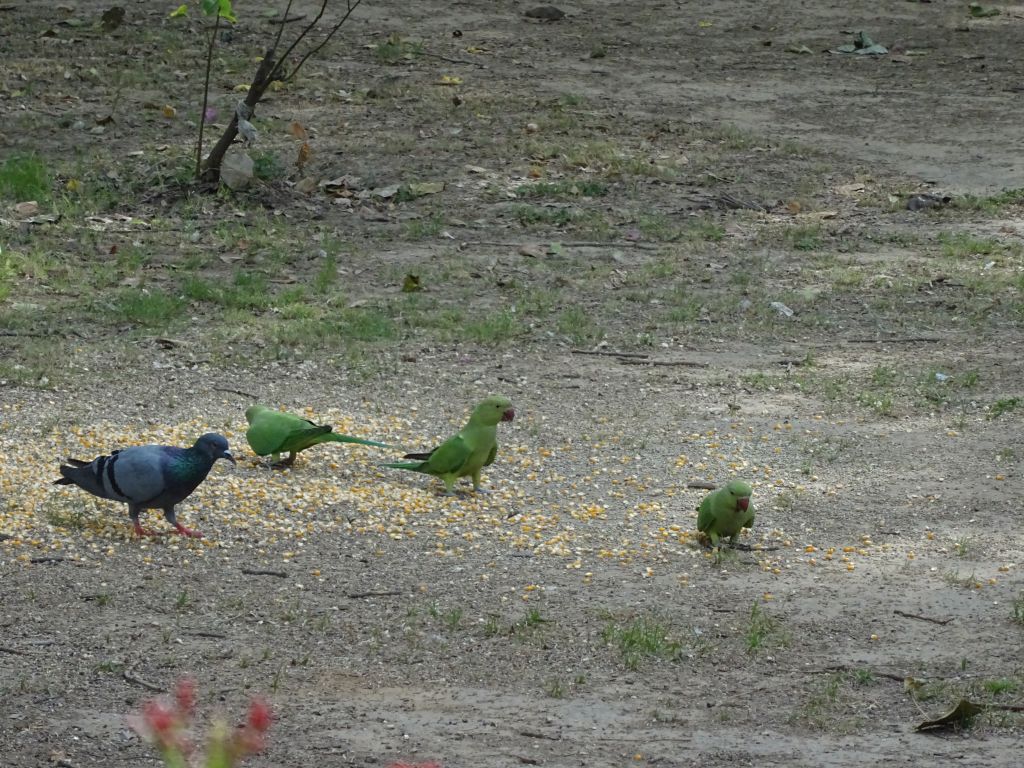 Delhi019.jpg