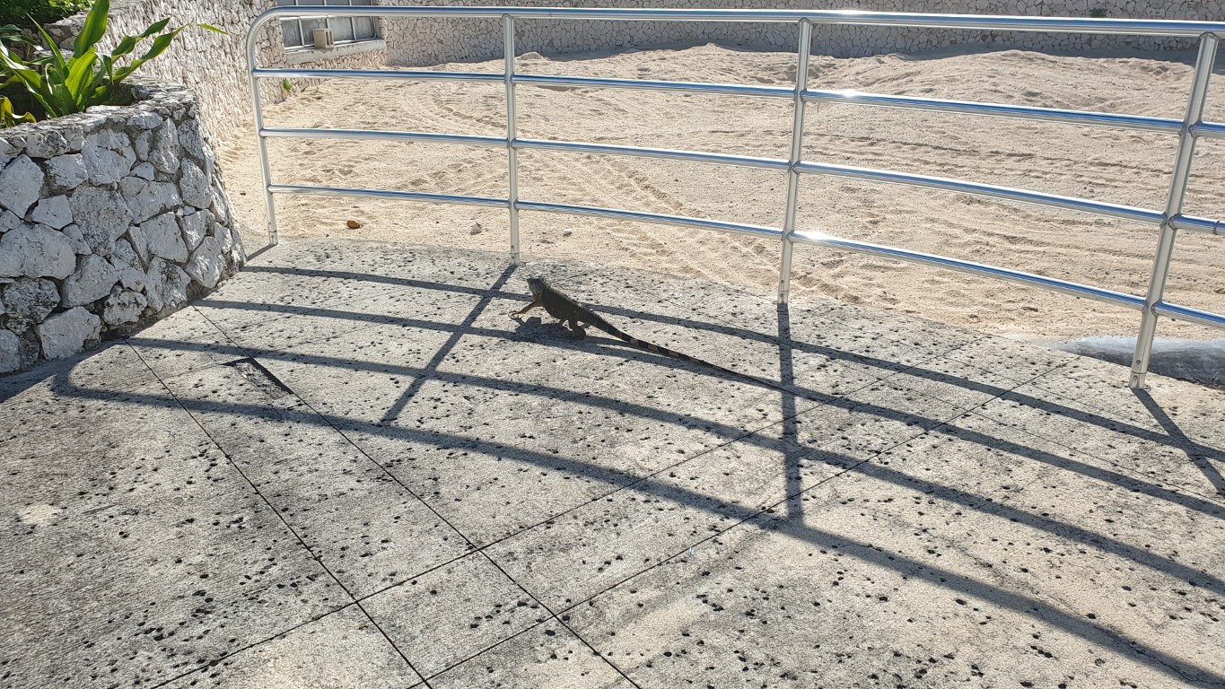iguana.jpg