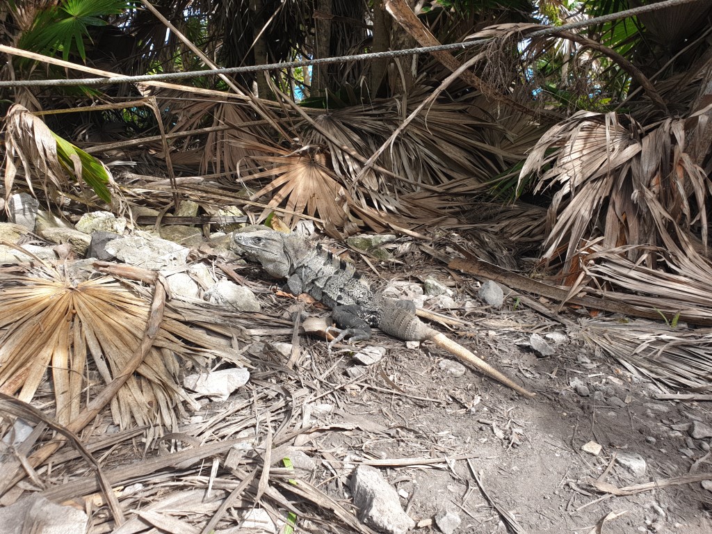 iguana.jpg