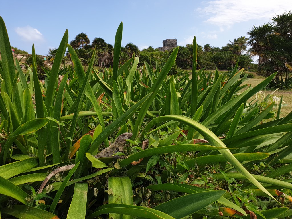 tulum13.jpg