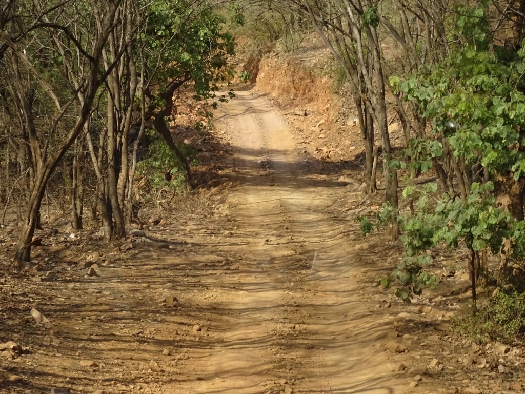 Sawai016.jpg